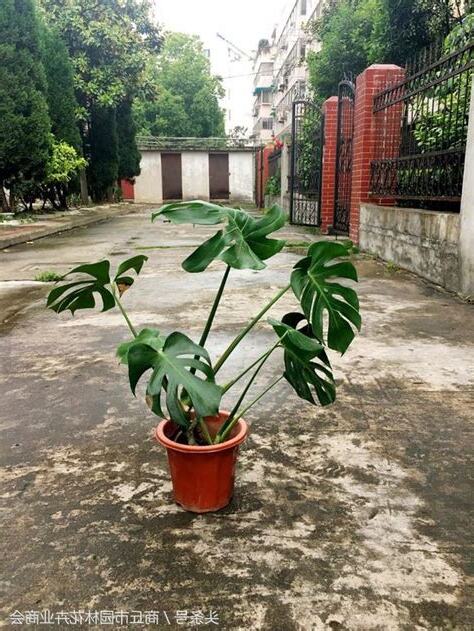 龜背竹 風水